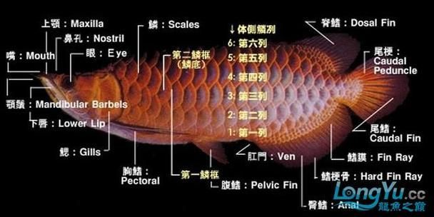 背金龍魚40厘米未爬背的原因與解決方法，背金龍魚40厘米未爬背的原因與解決方法詳解+配圖