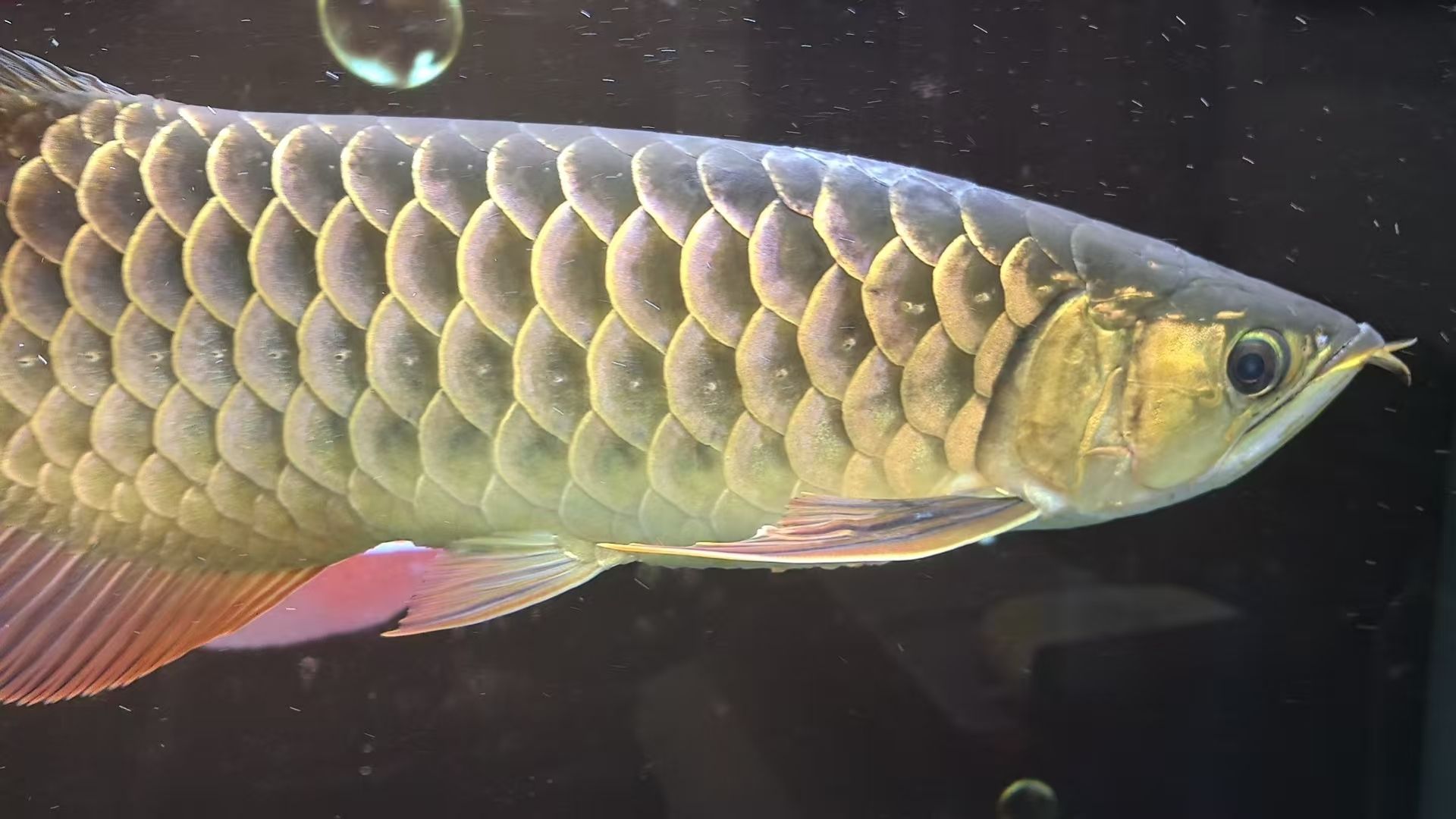 兄弟們，這是不是水霉很嚴重了，_人見人愛評論：水霉的嚴重性分析