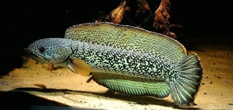 如何鑒別真假巴卡雷龍魚苗，巴卡雷龍魚巴卡雷龍魚巴卡雷龍魚苗鑒別真假鑒別方法