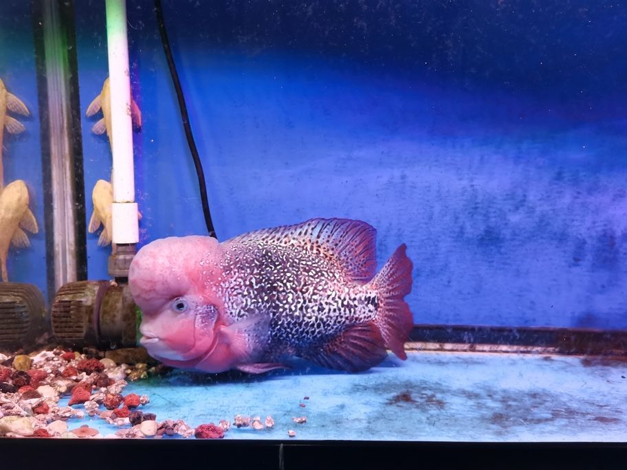 養色中，養色中是一個涉及個人形象管理和色彩搭配的領域
