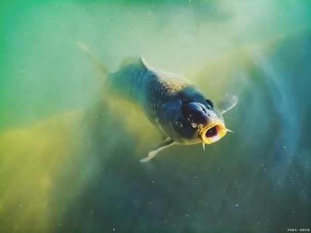 能提供更多關(guān)于魚浮在水面呼吸急促的圖片嗎，魚浮在水面呼吸急促如何急救
