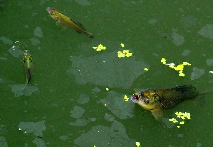 能提供更多關(guān)于魚浮在水面呼吸急促的圖片嗎，魚浮在水面呼吸急促如何急救