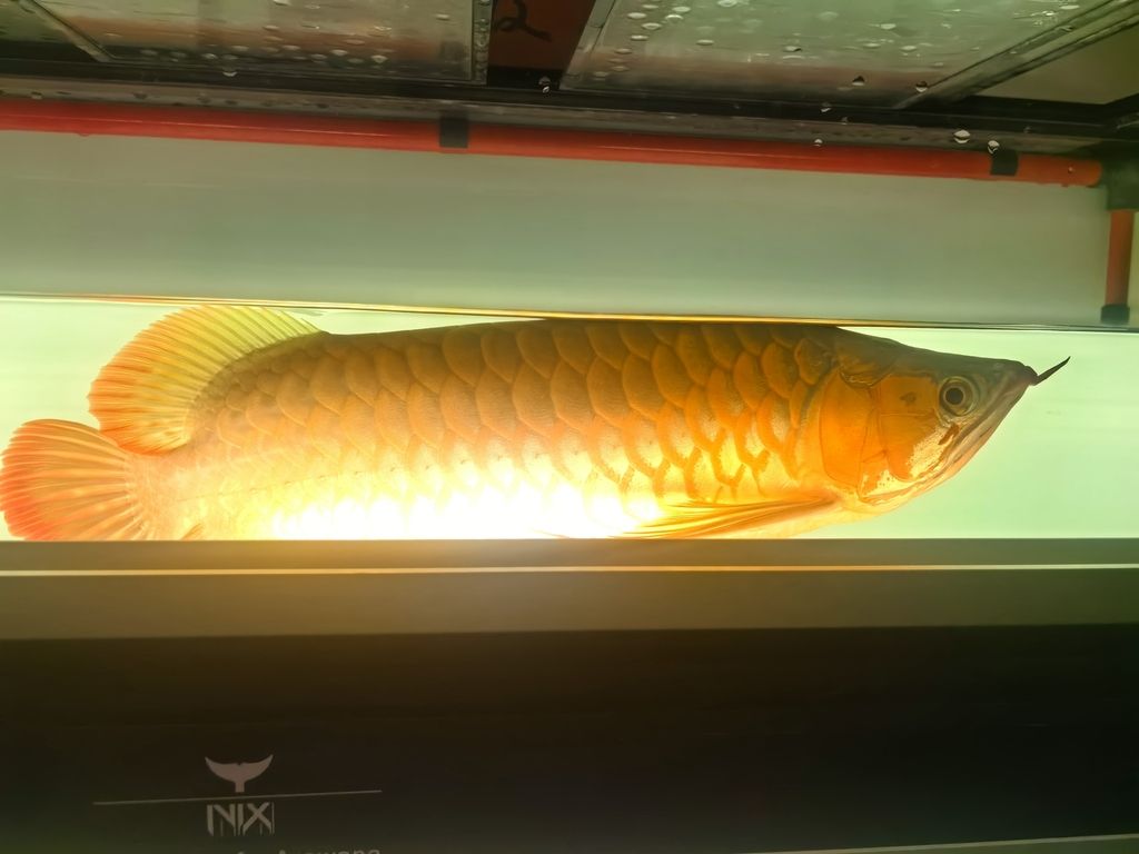 長樂龍魚與金龍魚有何商標爭議？，“長樂龍魚”與“金龍魚”不存在商標爭議僅為網絡誤傳 長樂龍魚與金龍魚有何商標爭議？，“長樂龍魚”與“金龍魚”不存在商標爭議僅為網絡誤傳 龍魚百科 第1張