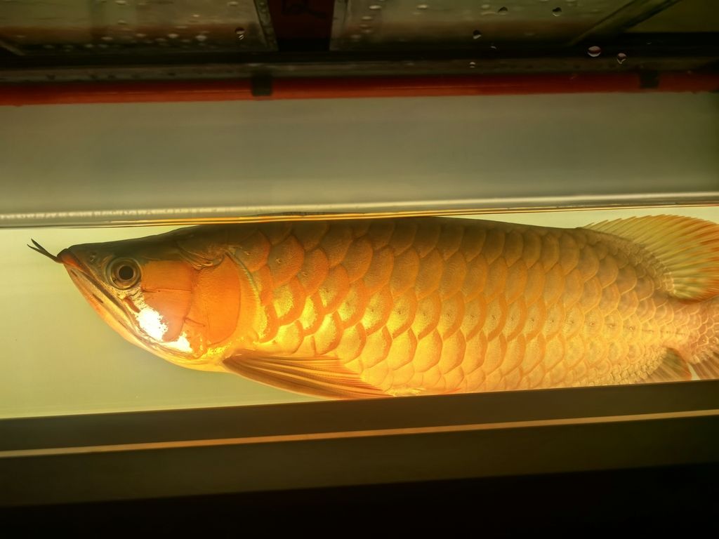 長樂龍魚與金龍魚有何商標爭議？，“長樂龍魚”與“金龍魚”不存在商標爭議僅為網絡誤傳 長樂龍魚與金龍魚有何商標爭議？，“長樂龍魚”與“金龍魚”不存在商標爭議僅為網絡誤傳 龍魚百科 第2張
