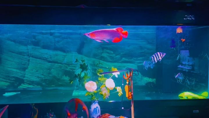 放假嘍，躲在茶室與龍魚相伴……，我的小黑屋，陋室不陋，半窗聽魚話半生
