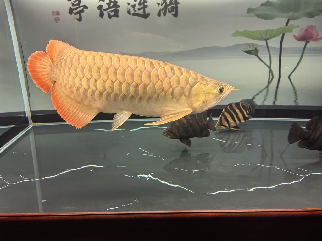 堅持愛好，_人見人愛評論：堅持愛好的重要性，在快節奏的現代生活中