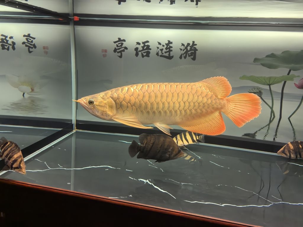 堅持愛好，_人見人愛評論：堅持愛好的重要性，在快節奏的現代生活中