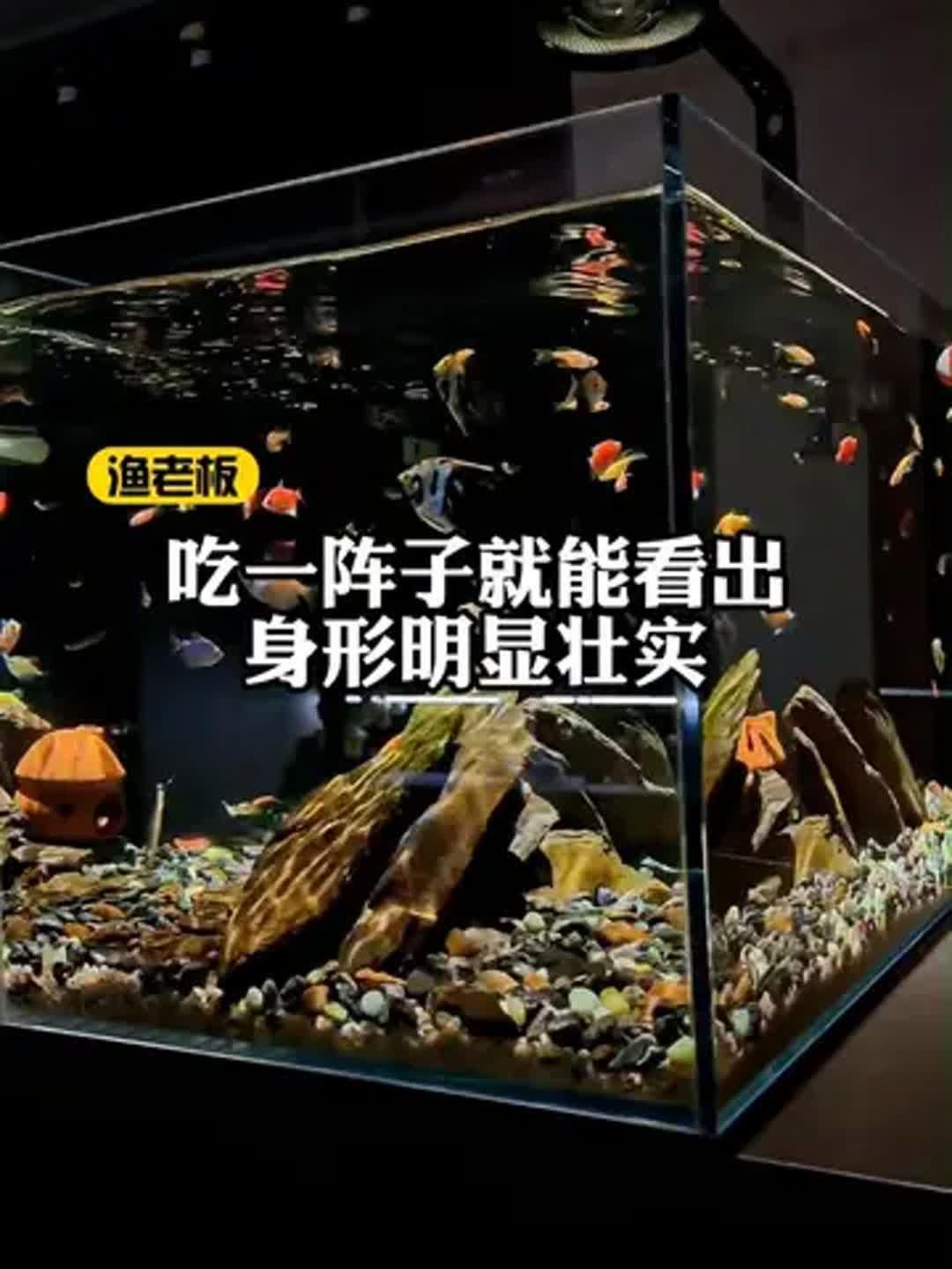 銀龍魚喂什么飼料最好？，關于銀龍魚喂食的建議