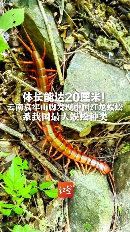 給我一些中國紅龍蜈蚣的圖片，中國紅龍蜈蚣的毒性有多強