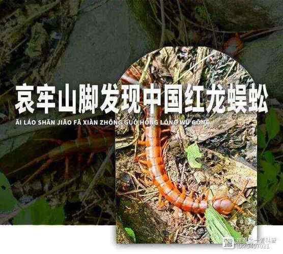 給我一些中國紅龍蜈蚣的圖片，中國紅龍蜈蚣的毒性有多強