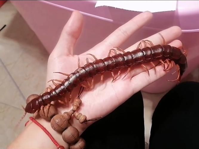 給我一些中國紅龍蜈蚣的圖片，中國紅龍蜈蚣的毒性有多強