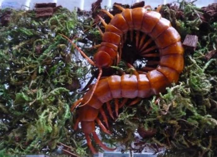 給我一些中國紅龍蜈蚣的圖片，中國紅龍蜈蚣的毒性有多強