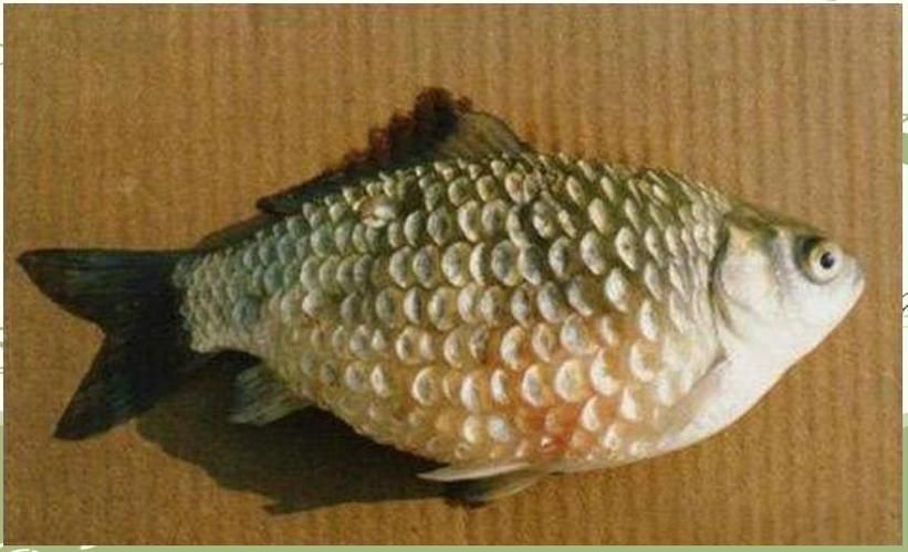 豎鱗病圖片，如何判斷魚是否患有豎鱗病