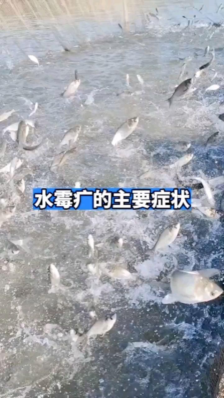 鰓霉病和水霉病哪個更嚴(yán)重，鰓霉病與水霉病的區(qū)別