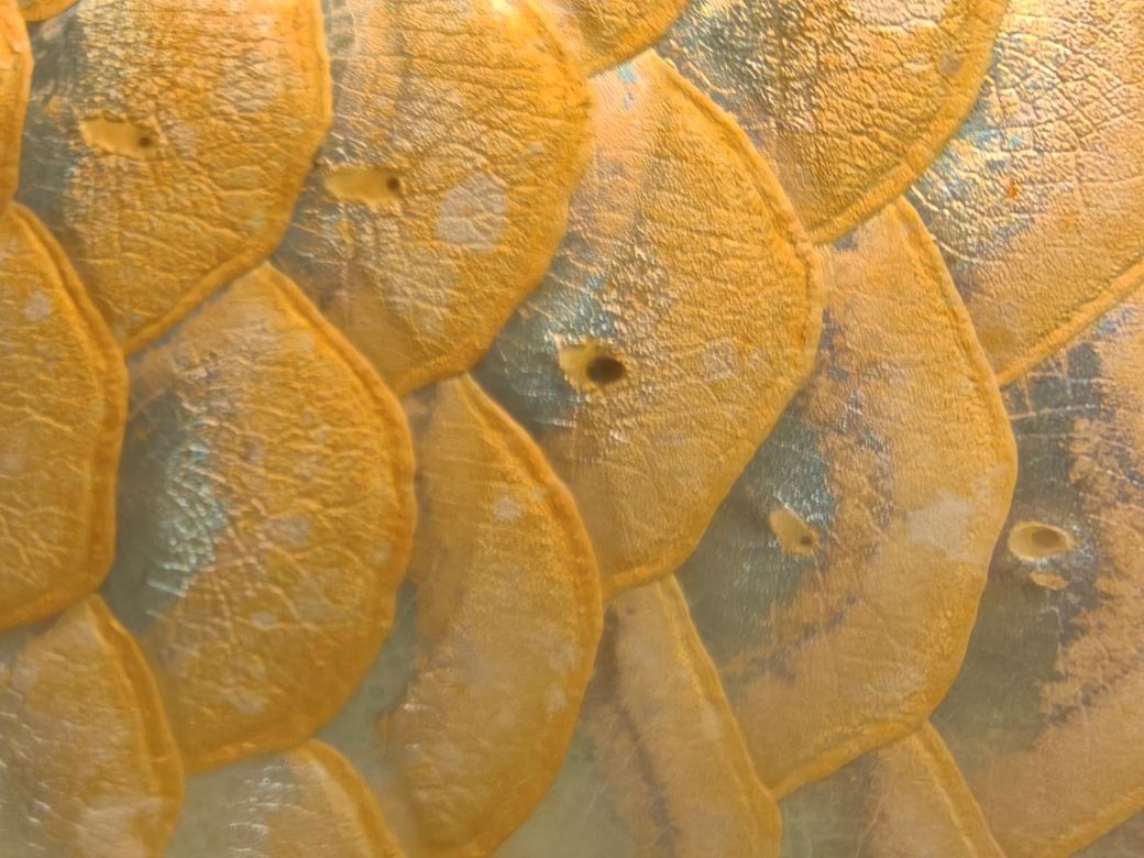 龍魚，水族館飼養龍魚需要注意什么