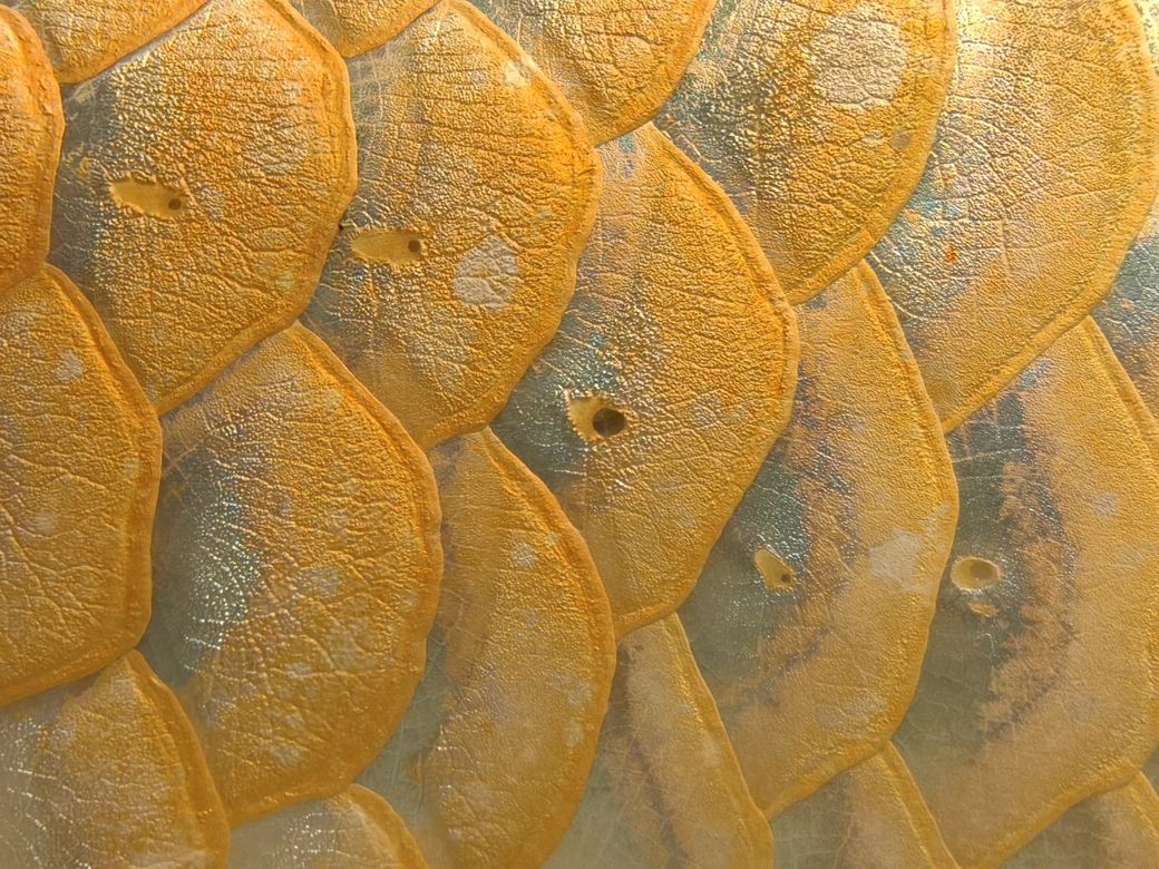 龍魚，水族館飼養龍魚需要注意什么