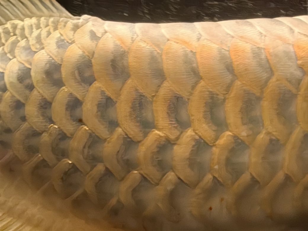 龍魚，水族館飼養龍魚需要注意什么