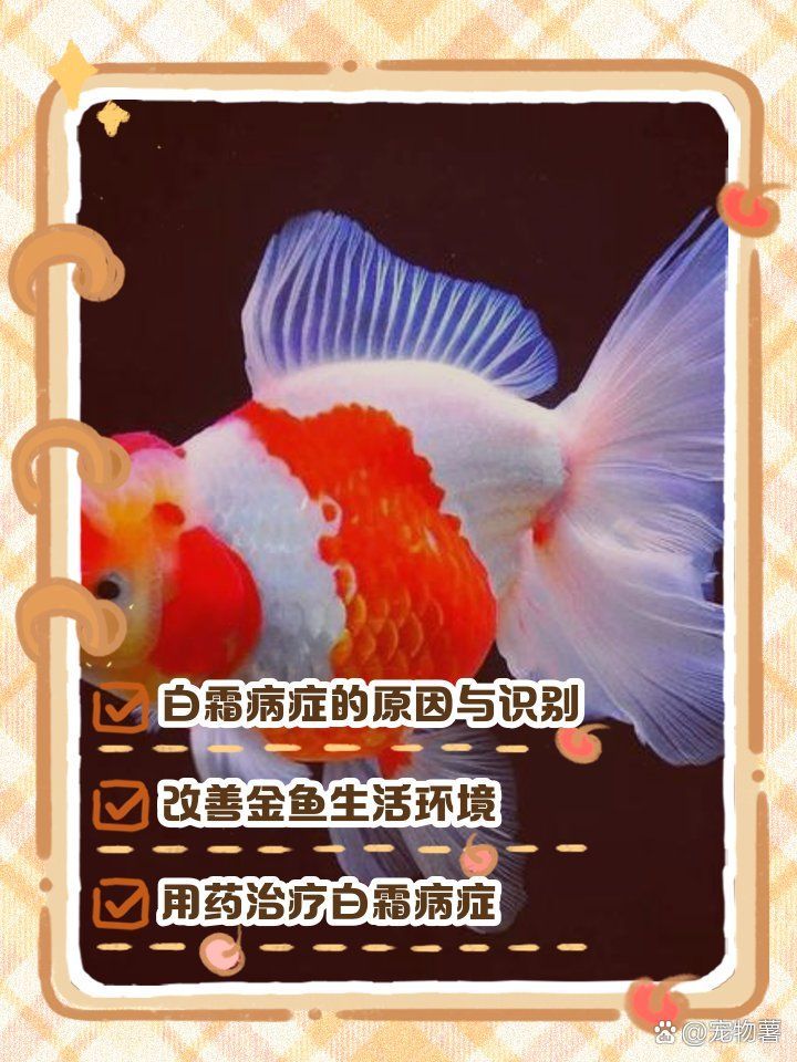 如何預防觀賞魚白霜病，寵物薯，觀賞魚身上長白霜怎么辦