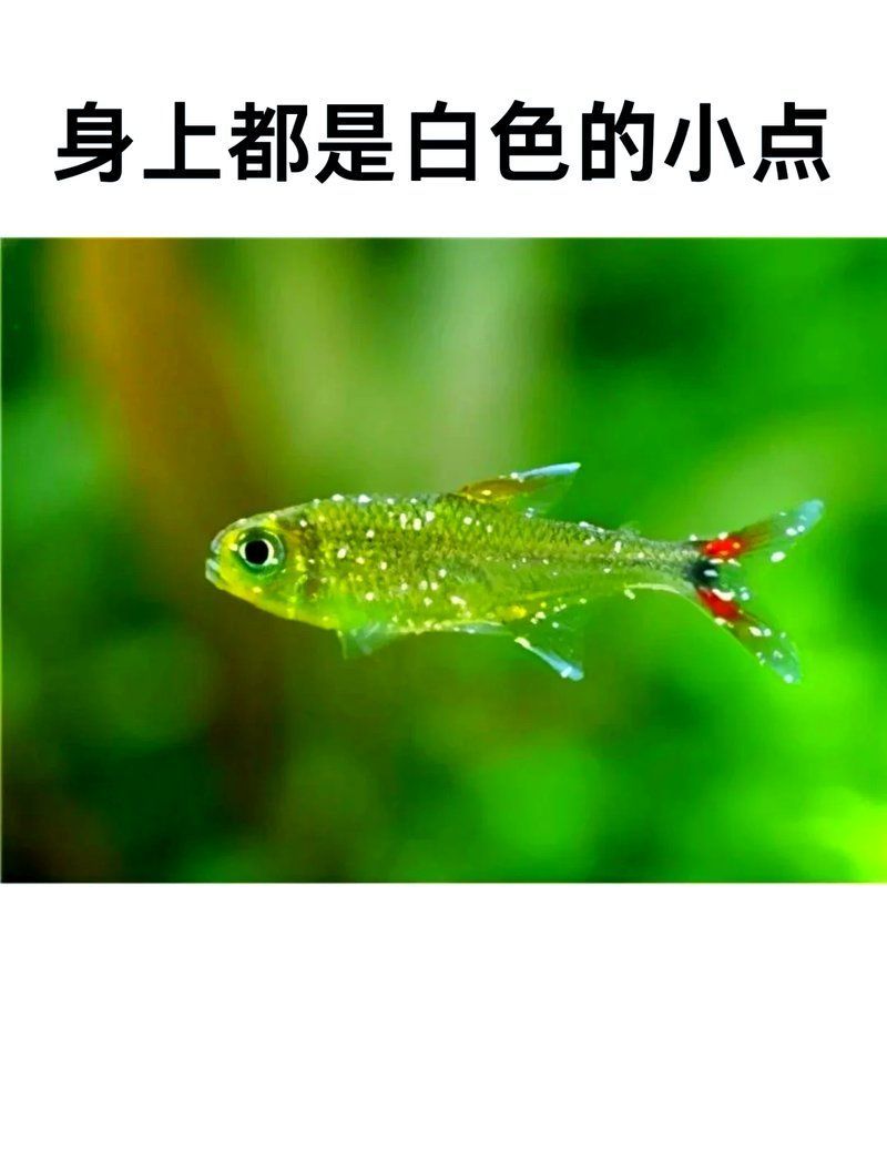 如何預防觀賞魚白霜病，寵物薯，觀賞魚身上長白霜怎么辦