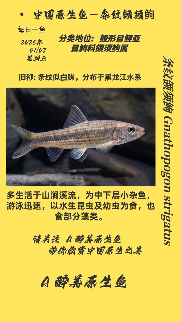 條紋頜須鮈，條紋頜須[需手動填充]