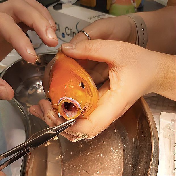 手術切除肉球后如何護理龍魚？，手術切除龍魚肉球后潰爛、脂肪瘤或增生組織護理需求