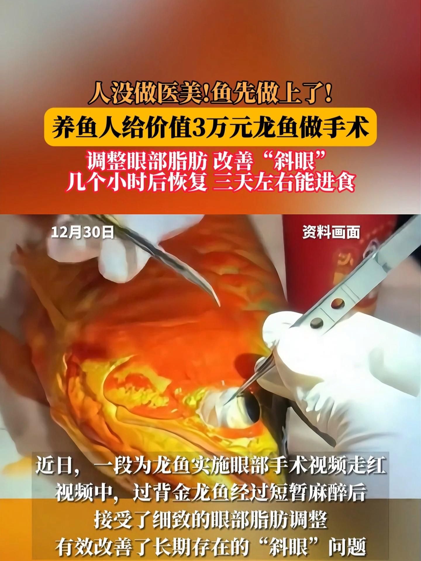 手術切除肉球后如何護理龍魚？，手術切除龍魚肉球后潰爛、脂肪瘤或增生組織護理需求