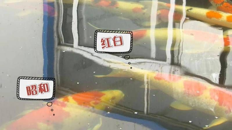 手術切除肉球后如何護理龍魚？，手術切除龍魚肉球后潰爛、脂肪瘤或增生組織護理需求