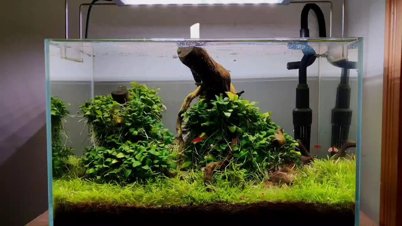 草缸小景，草缸小景是一個集美學、生態學和教育于一體的獨特空間
