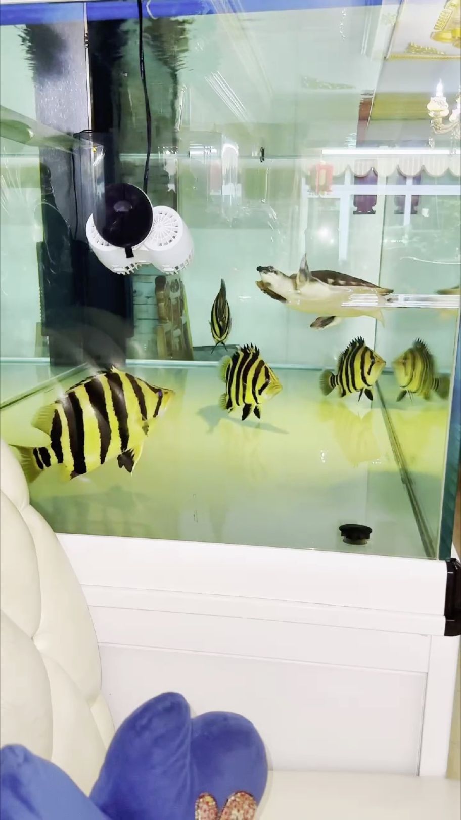 蘇虎喂食，到家9個月，蘇虎，一只9個月大的幼犬