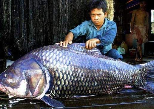 祥龍魚場養殖的暹羅巨鯉有哪些特點？，祥龍魚場養殖暹羅巨鯉