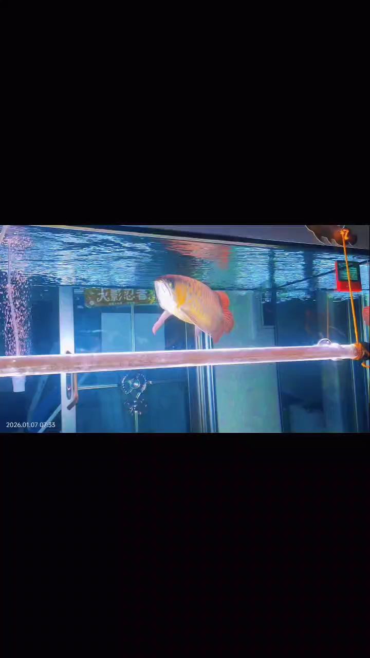 龍魚，紅龍或金龍是一種在亞洲水域中常見的觀賞魚