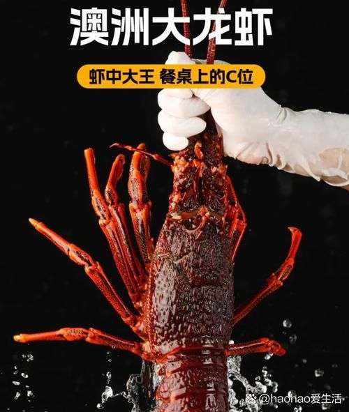 如何辨別澳龍的真?zhèn)危绾伪鎰e澳龍的品種