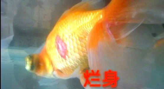 如何預(yù)防魚爛身病，廣西壯族，自治區(qū)要求農(nóng)村廳網(wǎng)站，如何預(yù)防魚爛身病