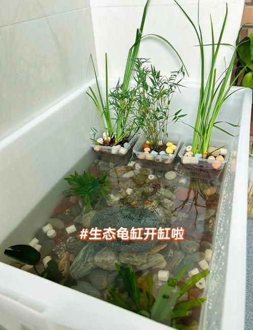 現代養龜文化有哪些新特點，現代養龜文化