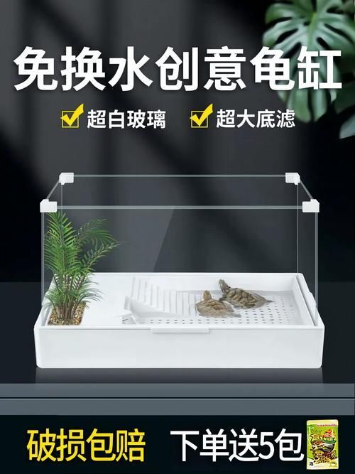 現代養龜文化有哪些新特點，現代養龜文化
