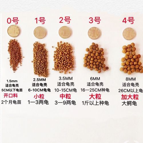 現代養龜文化有哪些新特點，現代養龜文化
