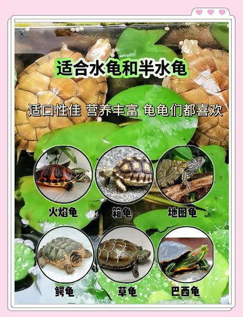 現代養龜文化有哪些新特點，現代養龜文化