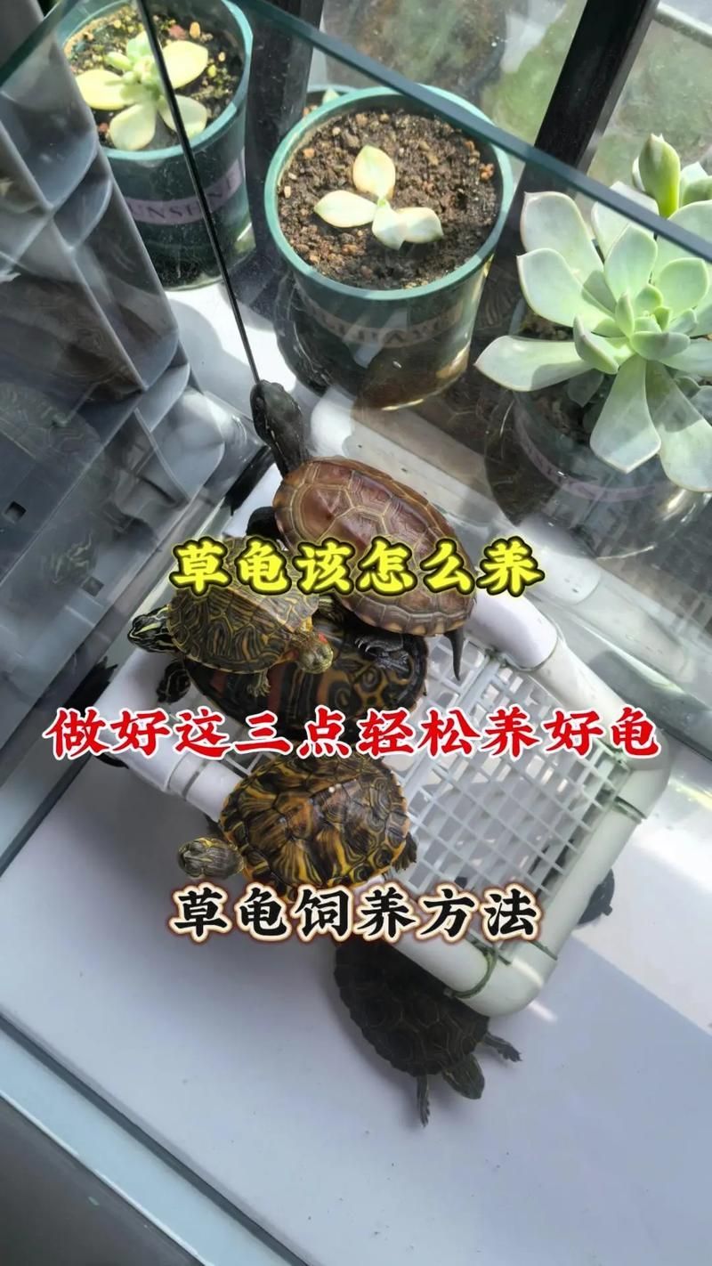 現代養龜文化有哪些新特點，現代養龜文化