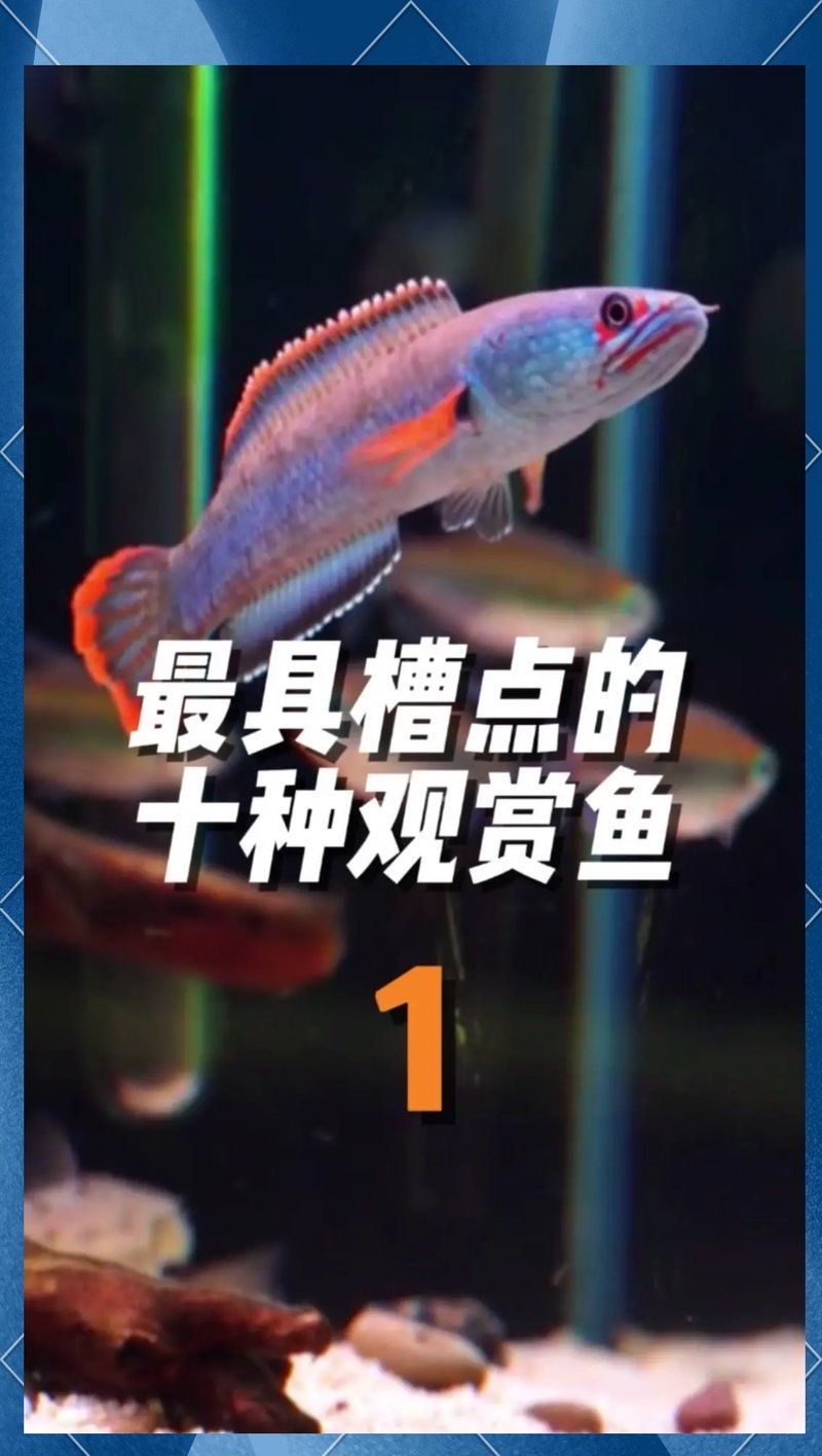 如何降低雷龍魚的跳躍風險，如何降低雷龍魚跳躍風險