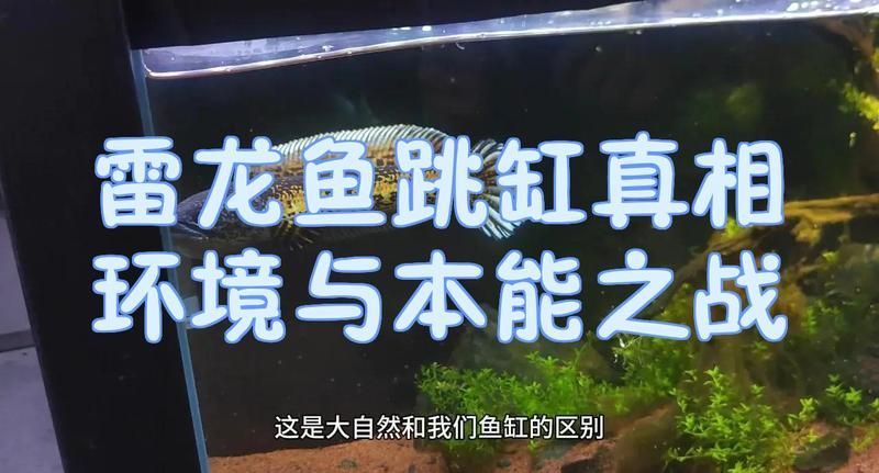 如何降低雷龍魚的跳躍風險，如何降低雷龍魚跳躍風險