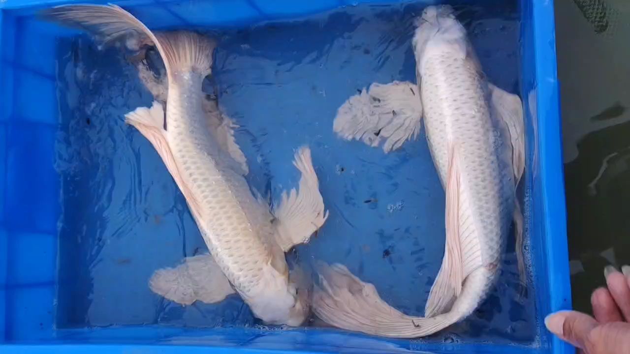 150一條40公分上蝴蝶鯉，蝴蝶鯉養殖技術與管理要點