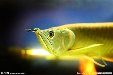 有哪些藥物可以緩解龍魚嘴抽搐？，魚嘴抽搐怎么辦