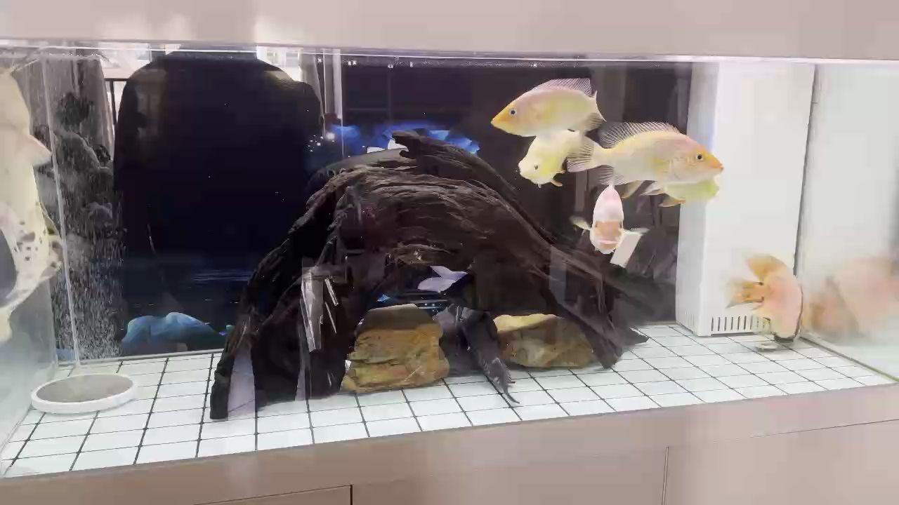大雜燴，大雜燴,布拉德·狗剩