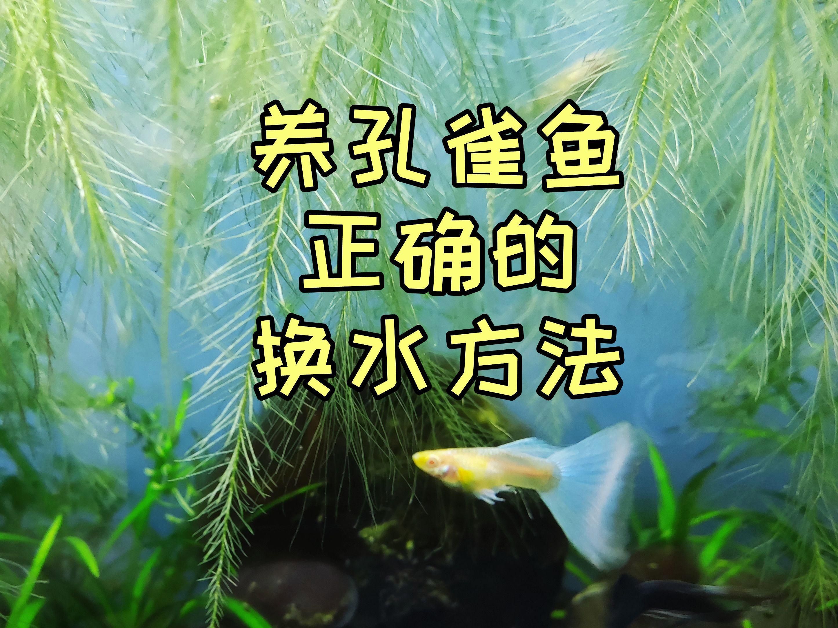 孔雀魚在客廳多久換一次水，孔雀魚在客廳魚缸飼養密度多少合適孔雀魚換水操作流程
