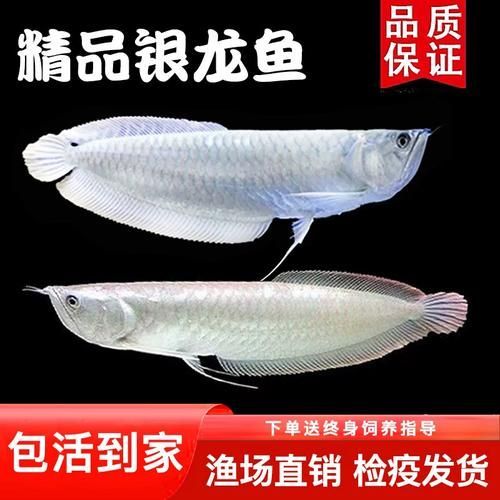 銀龍魚白子黃化病的癥狀有哪些？，白子銀龍魚健康vs黃化病態(tài)
