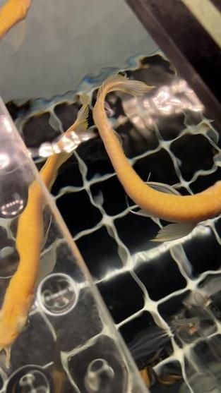 銀龍魚白子黃化病的癥狀有哪些？，白子銀龍魚健康vs黃化病態(tài)