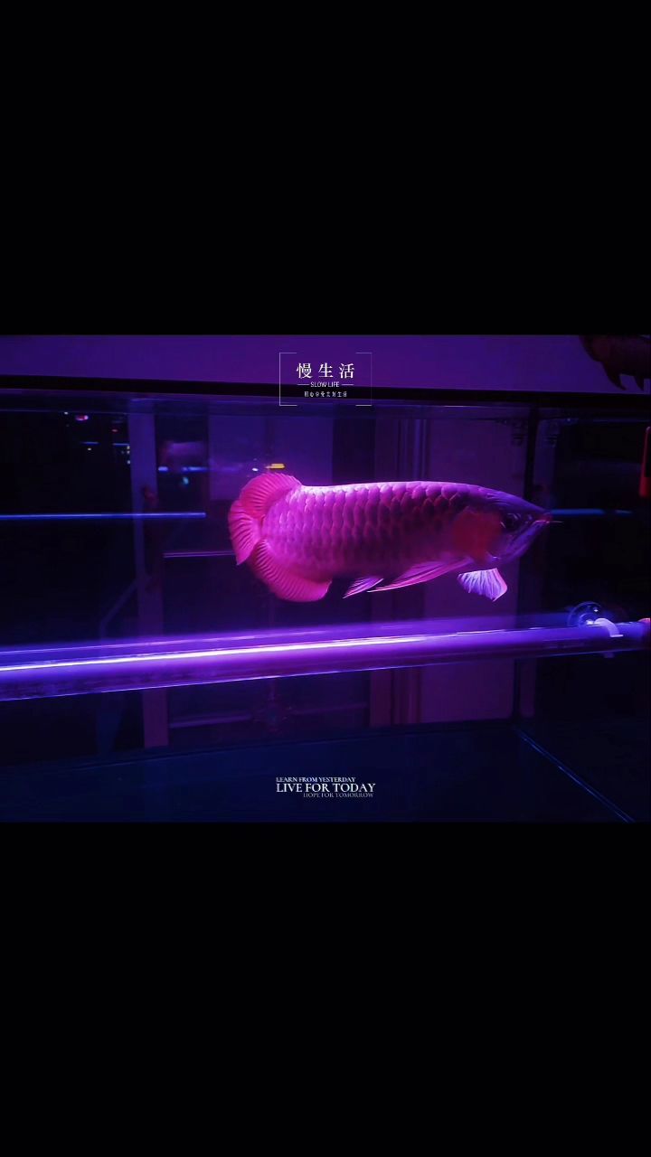 靜觀，有聲書:靜觀