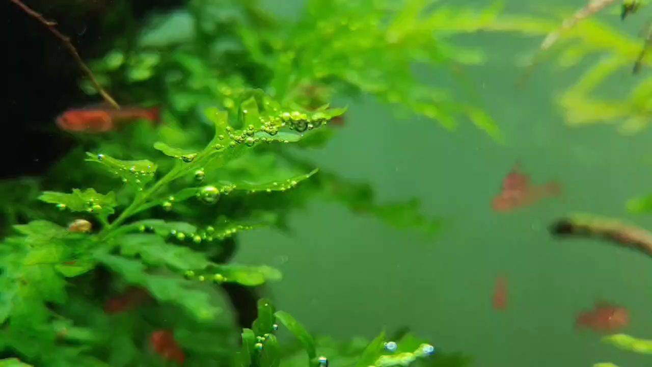 草缸小景，草缸小景是一種既實用又具有觀賞價值的室內水族館裝飾方式