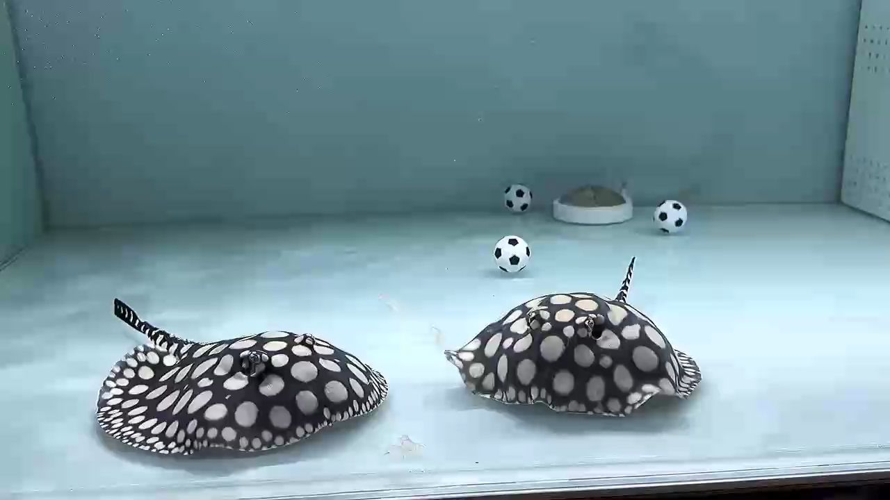 愜意的午后，不妨來賞賞魚，不得不說這對魚兒的觀賞性極佳，越看越喜歡，午后賞魚好去處