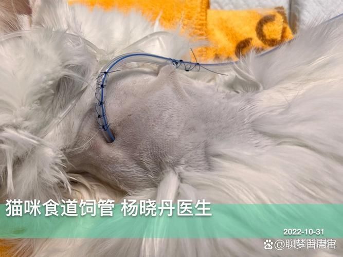 龍貓消化系統(tǒng)異常如何治療，龍貓消化系統(tǒng)異常治療